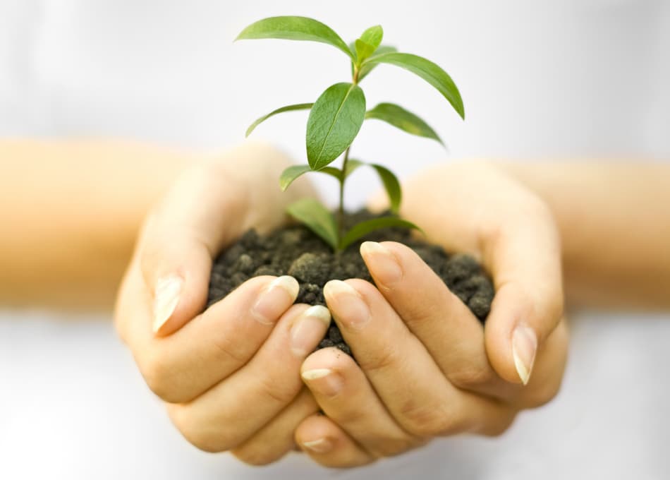 Plant growing in hands - Sustainable cleaning consumables